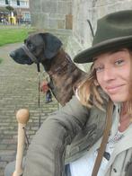 Kruising Mechelse Herder X Amerikaanse Plothond, Reu, Eén hond, 3 tot 5 jaar, Nederland