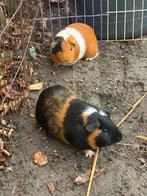 2 mannetjes cavia’s, Dieren en Toebehoren, Knaagdieren, Januari, Mannelijk, Cavia