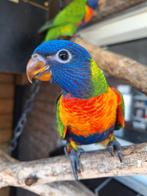 Te koop: Lori vd blauwe bergen, Geslacht onbekend, Papegaai, Geringd
