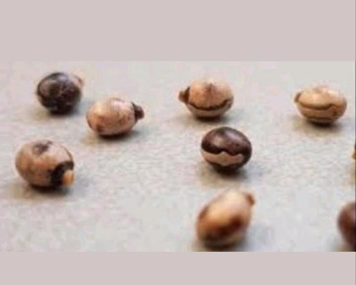 Eieren van de Australische Flappentak. PSG9. Wandelende tak., Dieren en Toebehoren, Insecten en Spinnen, Wandelende tak