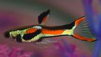 blackbar endlers, Dieren en Toebehoren, Vis, Zoetwatervis, Schoolvis