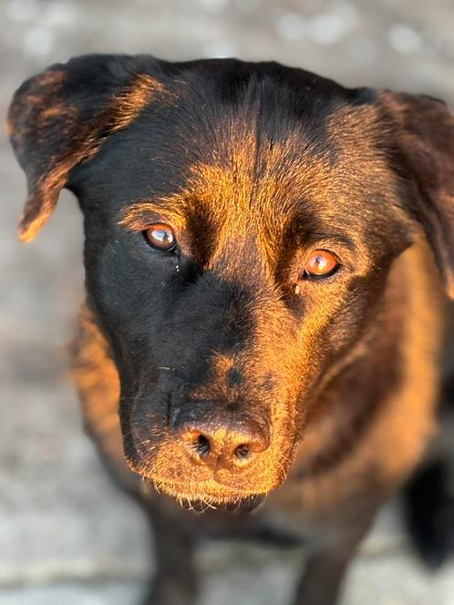 Lieve en mooie kruising  labrador/ herder/ rottweiler., Dieren en Toebehoren, Honden | Retrievers, Spaniëls en Waterhonden, Teef