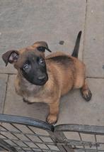 mechelse teefje te koop, 8 tot 15 weken, Teef, Eén hond, Herder