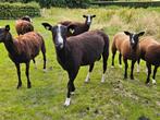 Zwartbles ram, Dieren en Toebehoren, Schapen, Geiten en Varkens, Mannelijk, Schaap, 0 tot 2 jaar