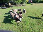 6 bonte lammeren 2 rammen en 4 ooien, Dieren en Toebehoren, Schapen, Geiten en Varkens, Meerdere dieren, Schaap