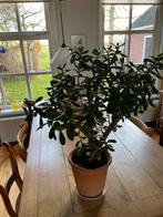 Mooie authentieke vetplant, Huis en Inrichting, Ophalen, Halfschaduw, Minder dan 100 cm