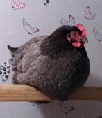 Hennen te koop (2x groen), Dieren en Toebehoren, Pluimvee, Vrouwelijk, Kip