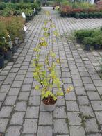 Hazelaar in pot - Corylus avellana, Halfschaduw, Overige soorten, Lente, 100 tot 250 cm