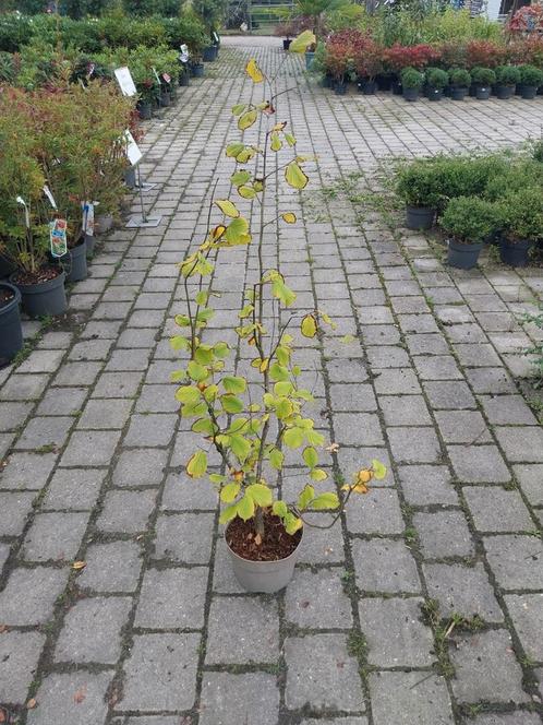 Hazelaar in pot - Corylus avellana, Tuin en Terras, Planten | Bomen, Overige soorten, 100 tot 250 cm, Halfschaduw, Lente, In pot