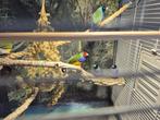 Te koop diverse Gouldamadines, Dieren en Toebehoren, Meerdere dieren, Tropenvogel
