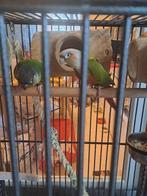 Leuke broedkoppel pyrrhuras, Dieren en Toebehoren, Vogels | Parkieten en Papegaaien, Meerdere dieren, Parkiet, Geringd