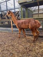 Bruine dekhengst te huur | Alpaca dekhengst, Mannelijk, 0 tot 2 jaar