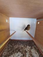 Gloster kanarie., Dieren en Toebehoren, Mannelijk, Postuurkanarie