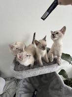 Raggdoll x Siamees, Meerdere dieren, Ontwormd, 0 tot 2 jaar