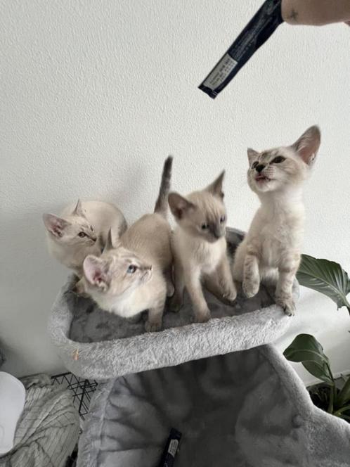 Raggdoll x Siamees, Dieren en Toebehoren, Katten en Kittens | Raskatten | Korthaar, Meerdere dieren, 0 tot 2 jaar, Ontwormd