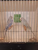 Grasparkieten Mannen bronze fallow split blackface, Mannelijk, Parkiet