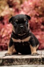Franse Bulldog pups uit geteste ouders, België, Fokker | Hobbymatig, Rabiës (hondsdolheid), 8 tot 15 weken