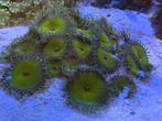 Zoanthus Captain America, Dieren en Toebehoren, Vissen | Aquariumvissen, Overige typen, Zoutwatervis