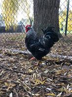 Barnevelder haan groot dubbelgezoomd, Dieren en Toebehoren, Pluimvee, Mannelijk, Kip