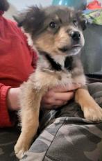 BROWNIE, VROLIJK MENSGERICHTE, PUP, ZOEKT MANDJE, Dieren en Toebehoren, Honden | Niet-rashonden, Particulier, 15 weken tot 1 jaar