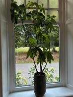 Geldboom ( Pachira aquitica ), Huis en Inrichting, Ophalen, Halfschaduw, In pot, 150 tot 200 cm