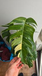 Epipremnum Pinnatum Variegata Mutatie, 100 tot 150 cm, Overige soorten, Ophalen of Verzenden, In pot