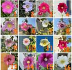 Stokroos zaden, Tuin en Terras, Bloembollen en Zaden, Ophalen of Verzenden, Gehele jaar, Volle zon