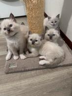 💕 5 prachtige ragdoll kittens Te koop, Poes, Ontwormd, 0 tot 2 jaar