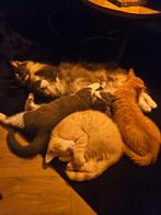 Prachtige kitten, Dieren en Toebehoren