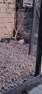 Grote Japanse kwartels  5 stuks, Dieren en Toebehoren, Vogels | Overige Vogels, Meerdere dieren