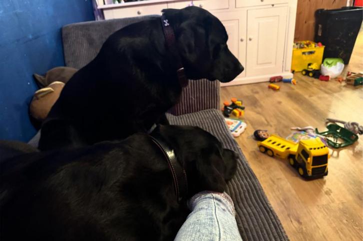 Alleen als je het echt wilt., Dieren en Toebehoren, Dierenvoeding, Ophalen of Verzenden