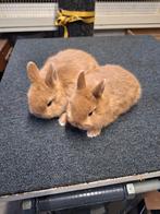 Konijnen  kleurdwerg, Dieren en Toebehoren, Konijnen, Meerdere dieren, Dwerg