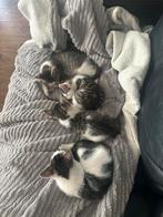 Super lieve kittens, 8 weken oud mogen het nest verlaten!, Dieren en Toebehoren, Katten en Kittens | Overige Katten, Meerdere dieren
