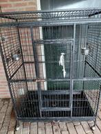 Kaketoe/papegaai-en-kooi., Geslacht onbekend, Papegaai