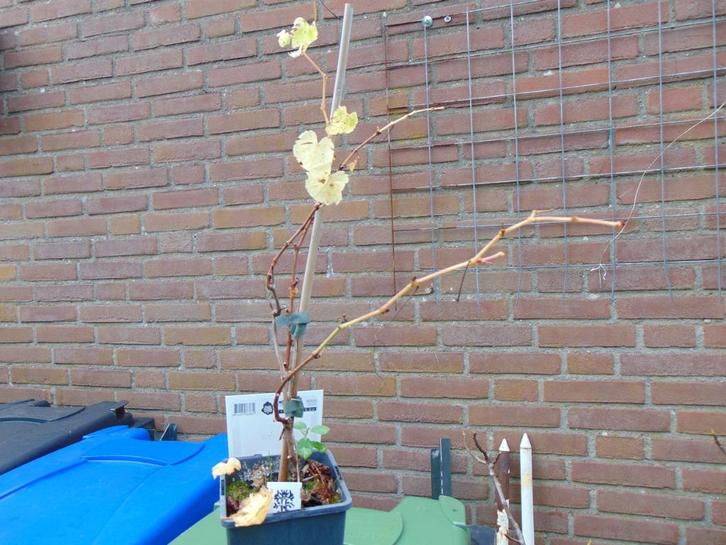 druivenplant witte en zoete druiven, Tuin en Terras, Planten | Fruitbomen, Overige soorten, Minder dan 100 cm, Volle zon, Zomer