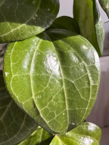 Hoya Sarawak Cream Stekjes - Vers van de plant! beschikbaar voor biedingen