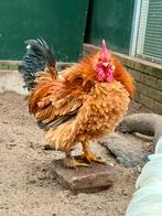 Hector, mooie krul haan, Dieren en Toebehoren, Pluimvee, Mannelijk, Kip