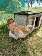 Gezocht: Faverolle hen, Dieren en Toebehoren, Pluimvee, Vrouwelijk, Overige soorten