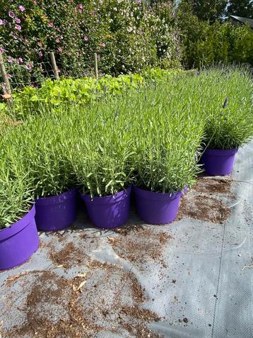 Bloeiende lavendel hidcote winterhard in20cmpot paars €1 beschikbaar voor biedingen