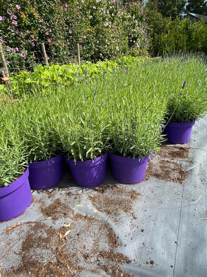 Bloeiende lavendel hidcote winterhard in20cmpot paars €1, Tuin en Terras, Planten | Tuinplanten, Overige soorten, Volle zon, Zomer