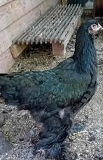 Zwarte brahma's, Dieren en Toebehoren, Pluimvee, Meerdere dieren, Kip