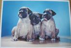 voor het kind - honden - boxer pups - 1968 - nieuw, Verzenden, 1960 tot 1980, Ongelopen, Hond of Kat