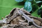 Baardagaam, pogona vitticeps, Dieren en Toebehoren, Hagedis, Tam, 0 tot 2 jaar