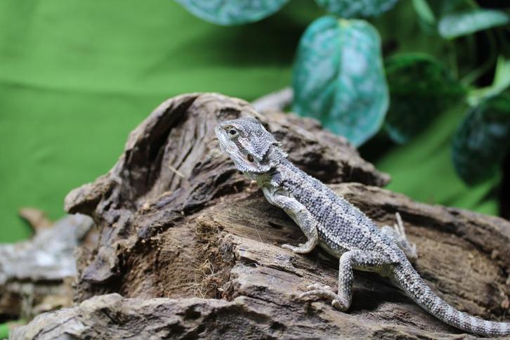 Baardagaam, pogona vitticeps, Dieren en Toebehoren, Reptielen en Amfibieën, Hagedis, 0 tot 2 jaar, Tam