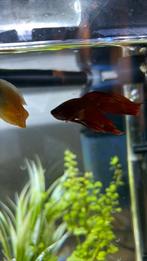 Betta man rood, Dieren en Toebehoren, Vissen | Aquariumvissen, Vis