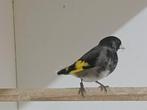 Bastaard zwarte sijs x putter, Dieren en Toebehoren, Mannelijk, Wildzangvogel
