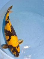 Prachtige ki utsuri female, Dieren en Toebehoren, Vissen | Vijvervissen, Karper of Koi