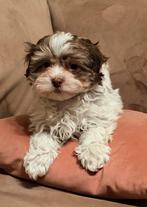 Leuke klein blijvende havapoo reutjes te koop!, CDV (hondenziekte), Reu, 8 tot 15 weken, Meerdere