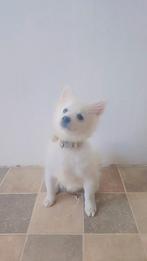 Pomeriaan van 3 maanden uit Naam: Elsa en lieve meisje pup., Dieren en Toebehoren, Honden | Chihuahua's en Gezelschapshonden, Overige rassen