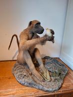 Opgezette baviaan taxidermy aap, Verzamelen, Ophalen, Wild dier, Opgezet dier